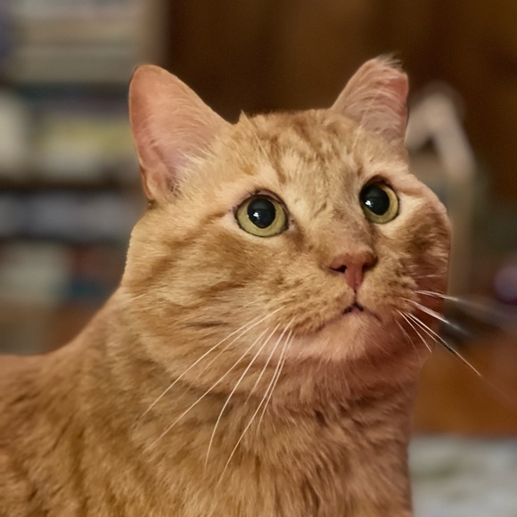 Meet your Posher, Laura - Picture 3 of 11